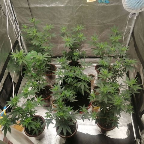 Sour Diesel growlog timeline photo