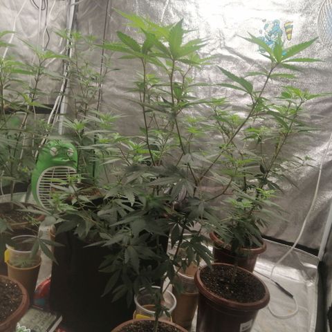 Sour Diesel growlog timeline photo