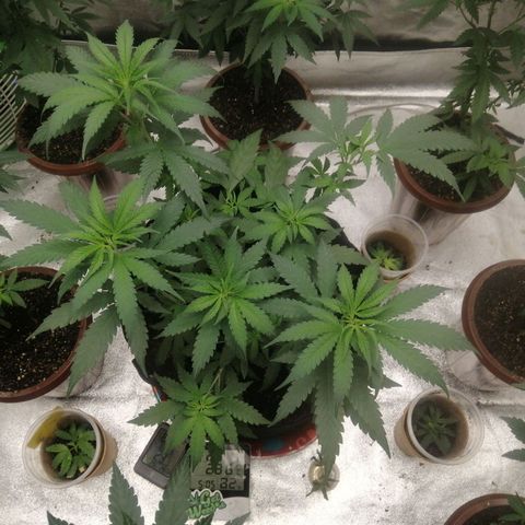 Colt.45​ growlog timeline photo