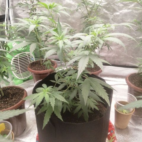 Colt.45​ growlog timeline photo