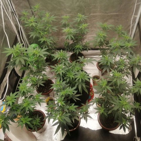 Sour Diesel growlog timeline photo
