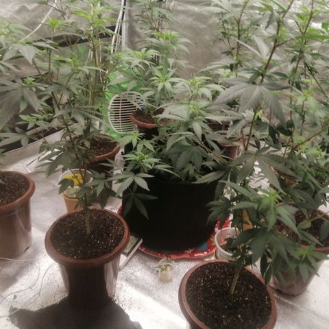 Sour Diesel growlog timeline photo