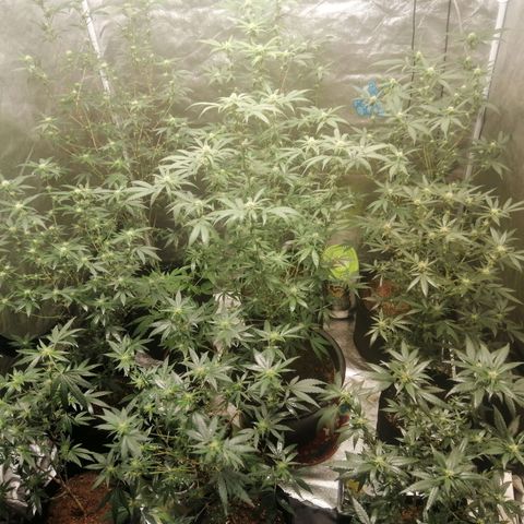 Sour Diesel growlog timeline photo