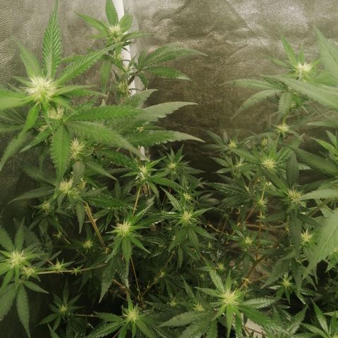 Sour Diesel growlog timeline photo
