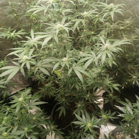 Colt.45​ growlog timeline photo