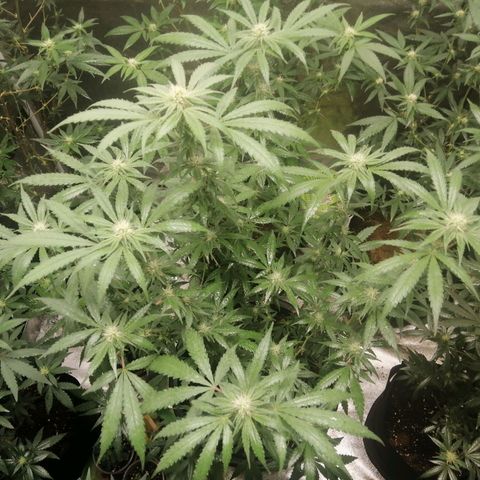 Colt.45​ growlog timeline photo