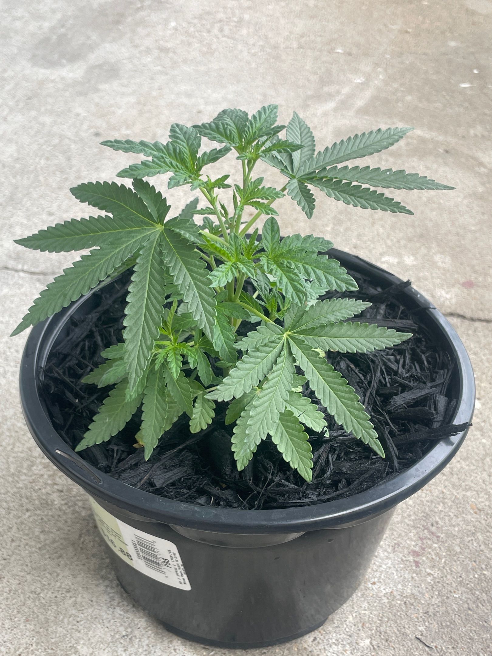 Unknown strain growlog header