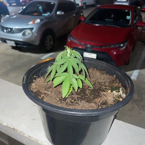 Unknown strain growlog photo