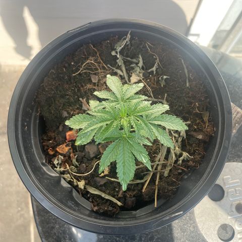 Unknown strain growlog photo