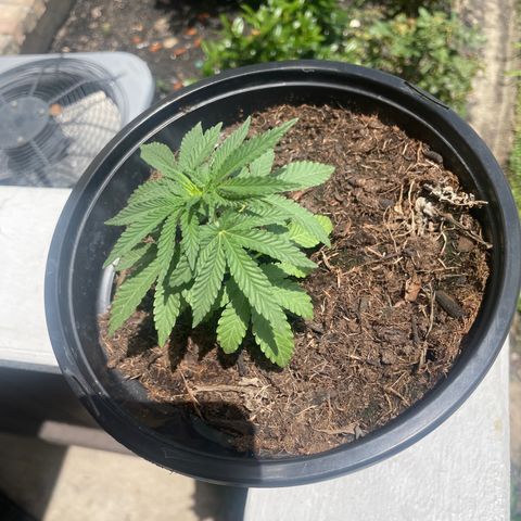 Unknown strain growlog photo