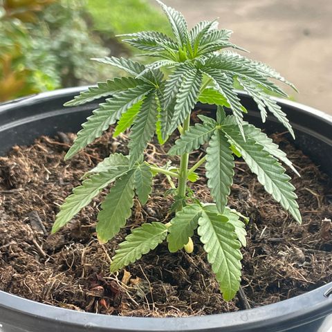 Unknown strain growlog photo