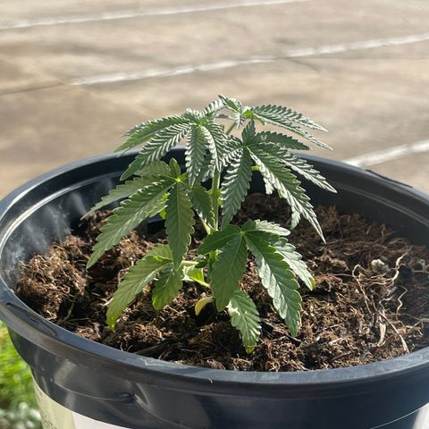 Unknown strain growlog photo