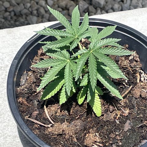 Unknown strain growlog photo: Since I’ve topped the plant been growing beautifully 