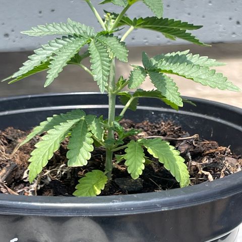 Unknown strain growlog photo: Side view 