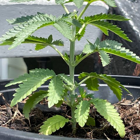 Unknown strain growlog timeline photo