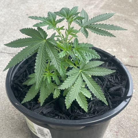 Unknown strain growlog in Outdoor
