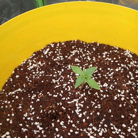 3 X Gelato Autos growlog photo: 50cm they are looking heaps better after reducing light to 60%, leaves are picking up and not saggy.