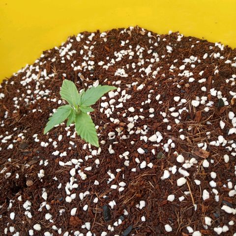 3 X Gelato Autos growlog timeline photo