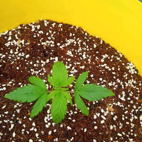 3 X Gelato Autos growlog timeline photo