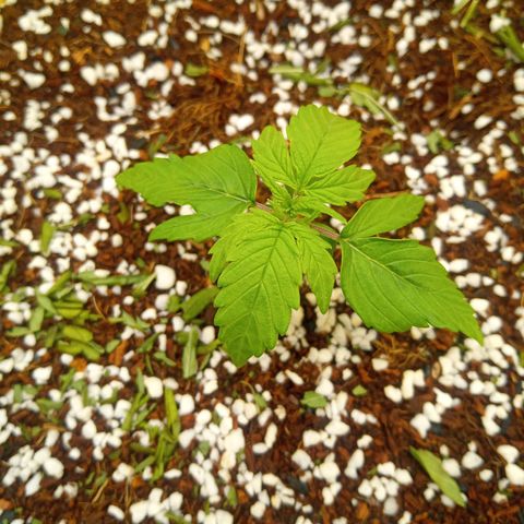 3 X Gelato Autos growlog timeline photo