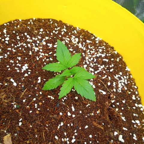 3 X Gelato Autos growlog timeline photo
