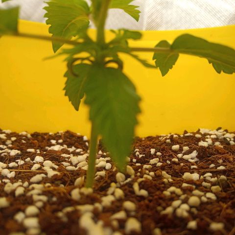 3 X Gelato Autos growlog photo: Lots of new undergrowth happening