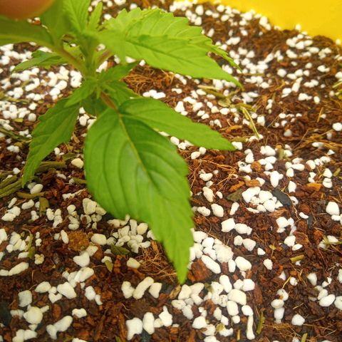 3 X Gelato Autos growlog photo: Lots of new undergrowth happening