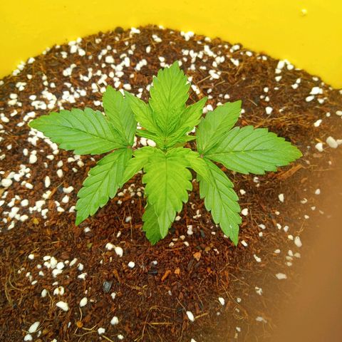3 X Gelato Autos growlog photo: Growing really well