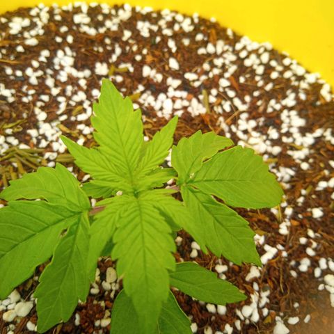 3 X Gelato Autos growlog photo: Growing really well