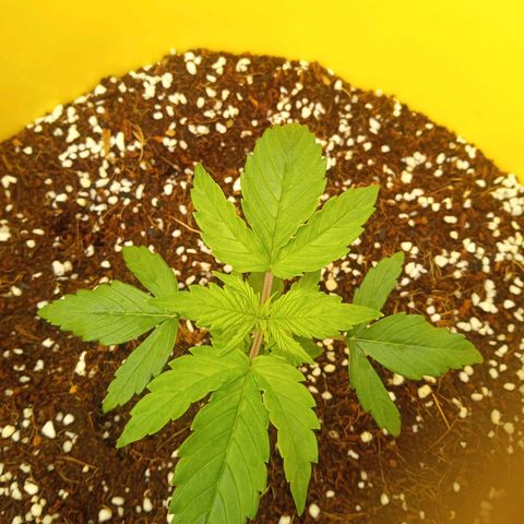 3 X Gelato Autos growlog photo: Growing really well