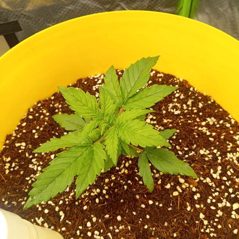 3 X Gelato Autos growlog photo: All girls going well