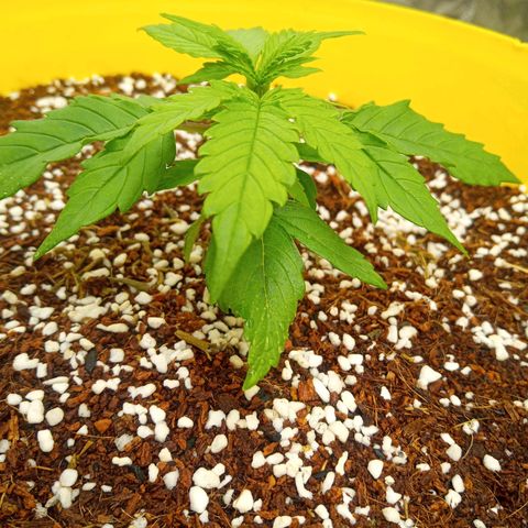 3 X Gelato Autos growlog photo: All girls going well