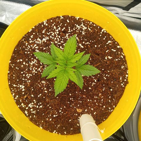 3 X Gelato Autos growlog photo: All girls going well
