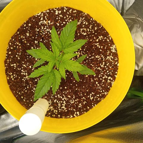 3 X Gelato Autos growlog photo: All girls going well