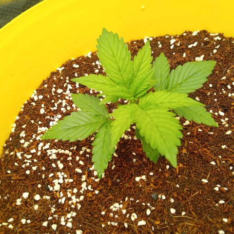 3 X Gelato Autos growlog photo: All girls going well