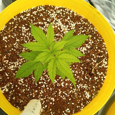 3 X Gelato Autos growlog photo: Going well, raised the lights a smidge more
