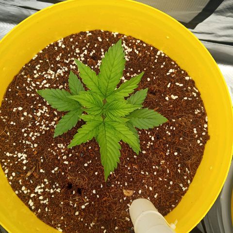 3 X Gelato Autos growlog photo: Going well, raised the lights a smidge more
