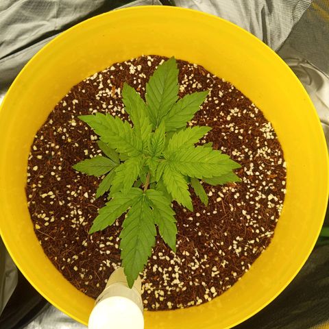 3 X Gelato Autos growlog photo: Going well, raised the lights a smidge more
