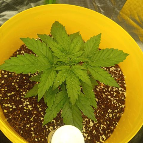 3 X Gelato Autos growlog timeline photo
