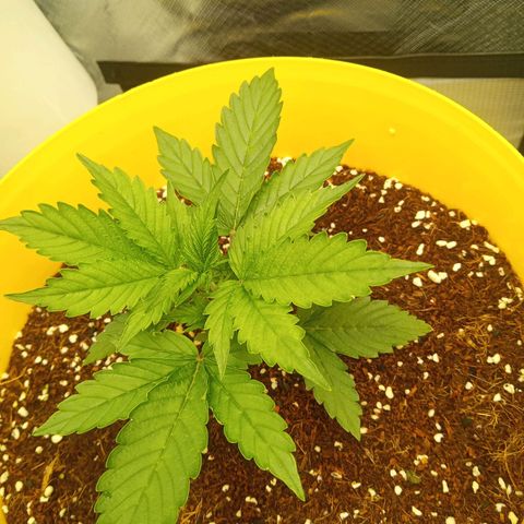 3 X Gelato Autos growlog timeline photo