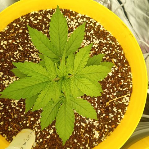 3 X Gelato Autos growlog timeline photo