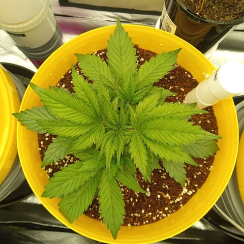 3 X Gelato Autos growlog timeline photo