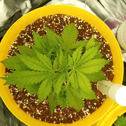 3 X Gelato Autos growlog timeline photo