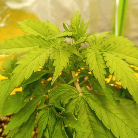 3 X Gelato Autos growlog timeline photo