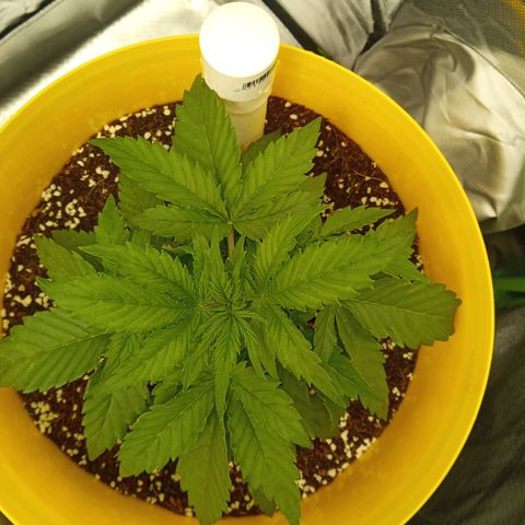 3 X Gelato Autos growlog timeline photo