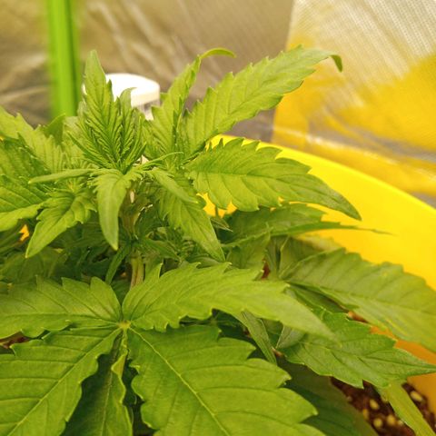 3 X Gelato Autos growlog timeline photo