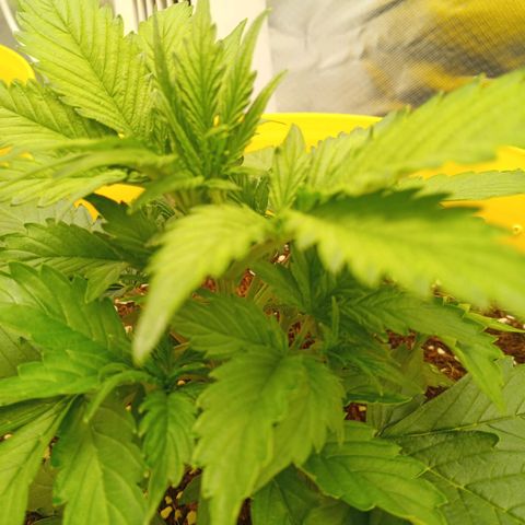 3 X Gelato Autos growlog timeline photo