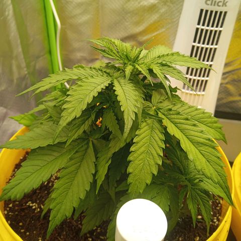 3 X Gelato Autos growlog photo: Good growth in all plants, very happy with their progress. Just drenched in worm tea. Very hot day today 40 degrees 