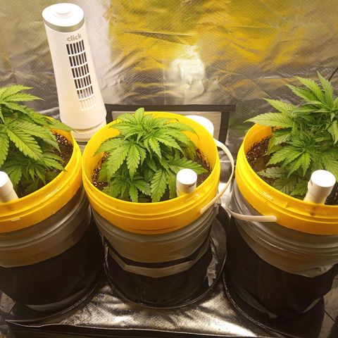 3 X Gelato Autos growlog photo: Good growth in all plants, very happy with their progress. Just drenched in worm tea. Very hot day today 40 degrees 