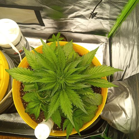3 X Gelato Autos growlog photo: Good growth in all plants, very happy with their progress. Just drenched in worm tea. Very hot day today 40 degrees 